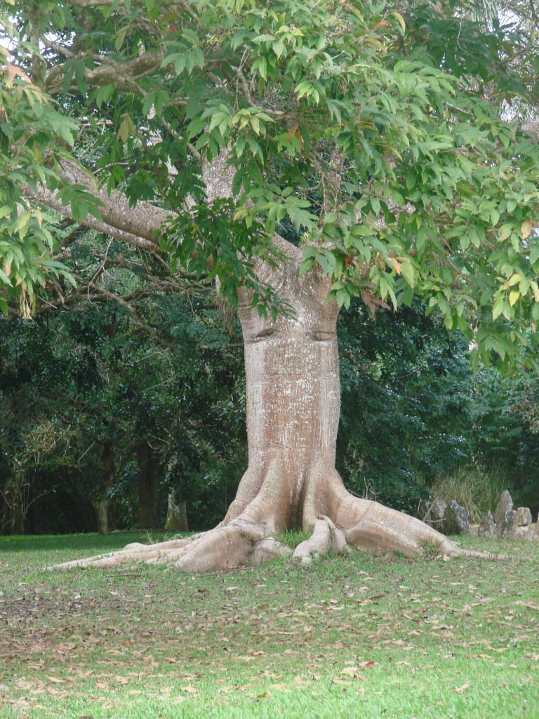 ceiba tree, Tainos used it to make canoes